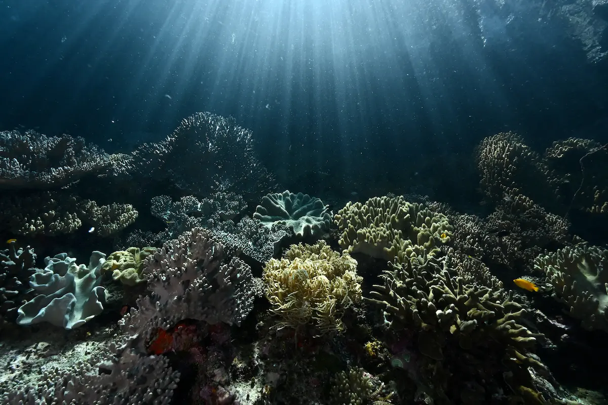 Coral reef in Raja Ampat during a Creature Feature article about understanding coral spawning