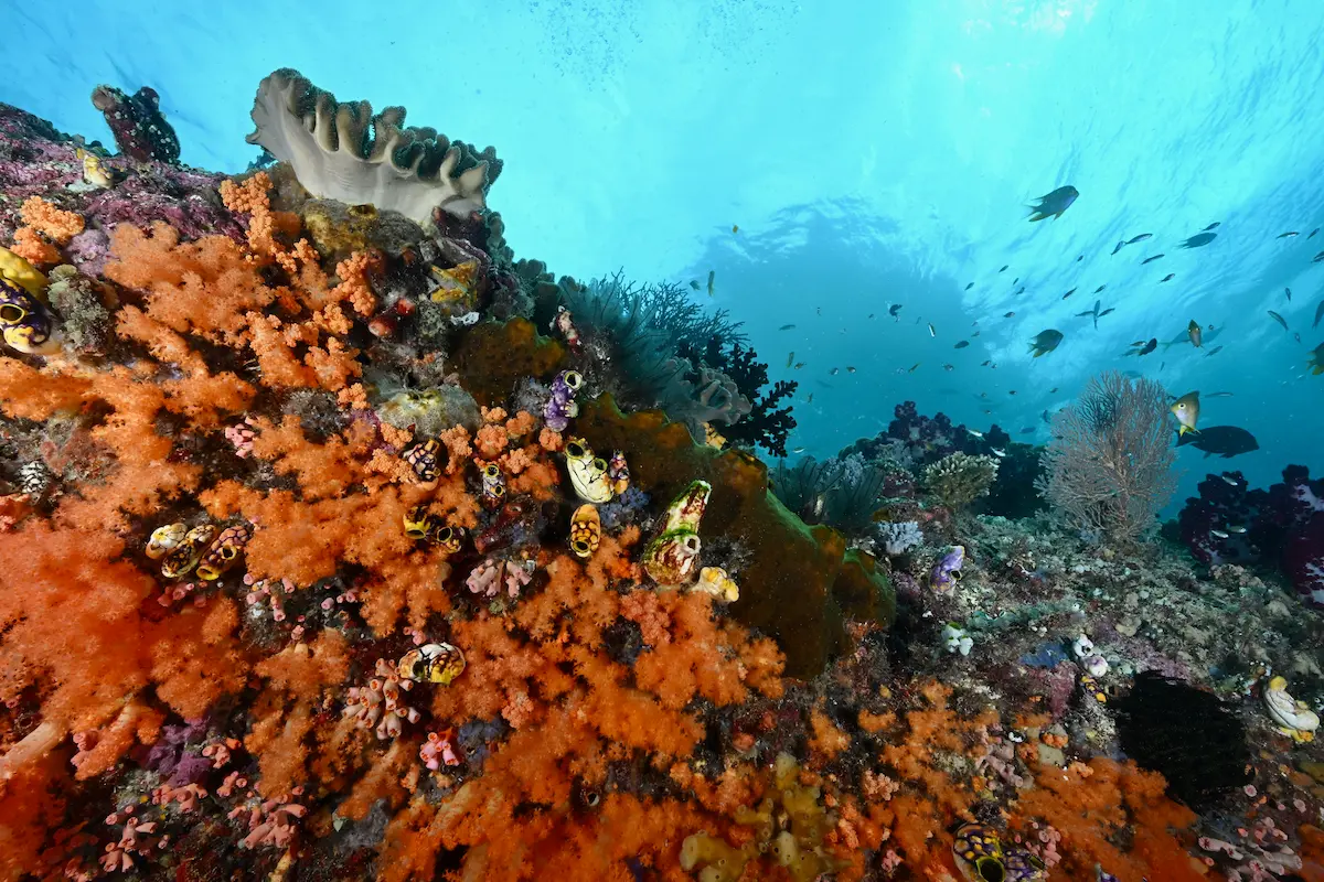 Raja Ampat coral reef showing the healthy habitat connected to coral spawning