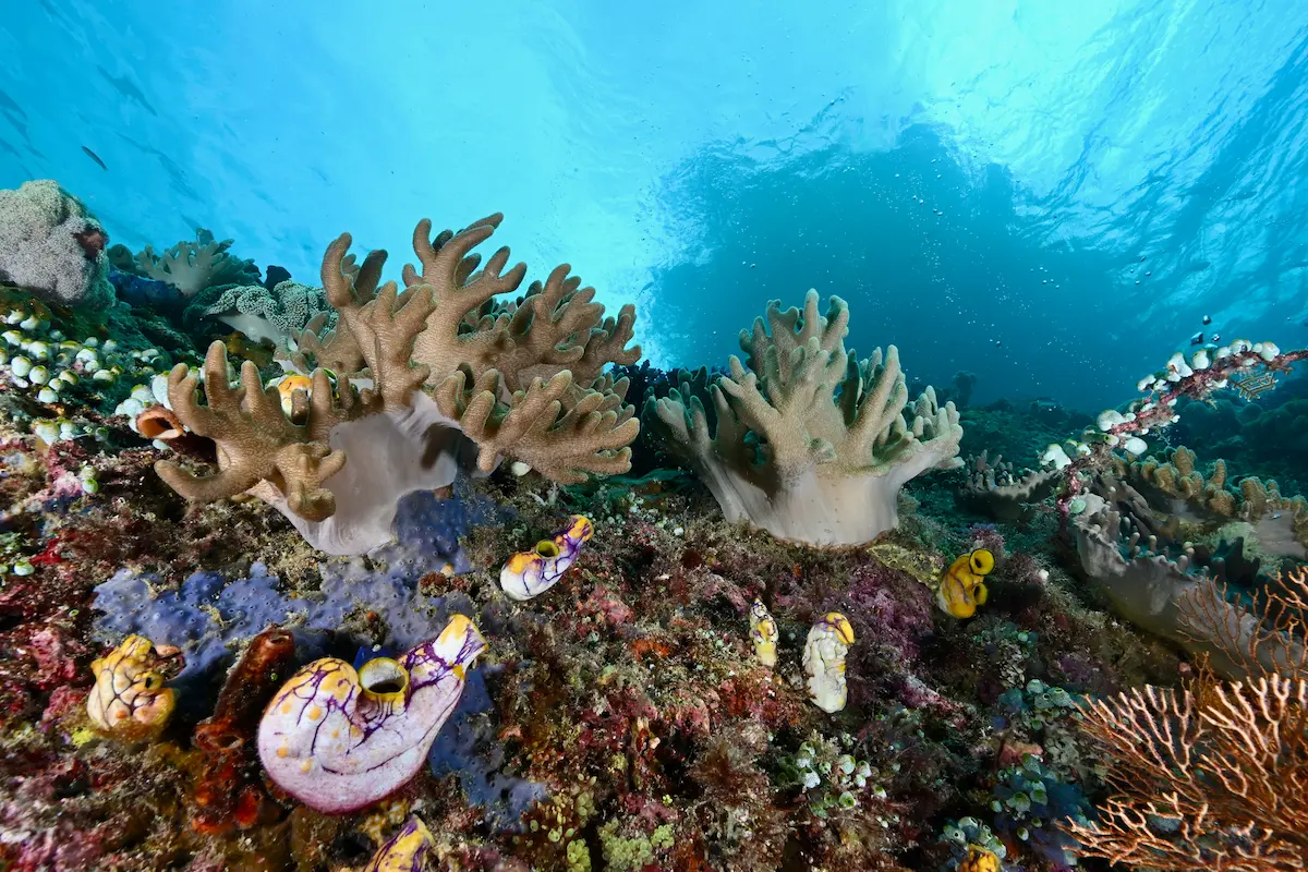 Colourful Raja Ampat reef scene connected to coral spawning and reef renewal