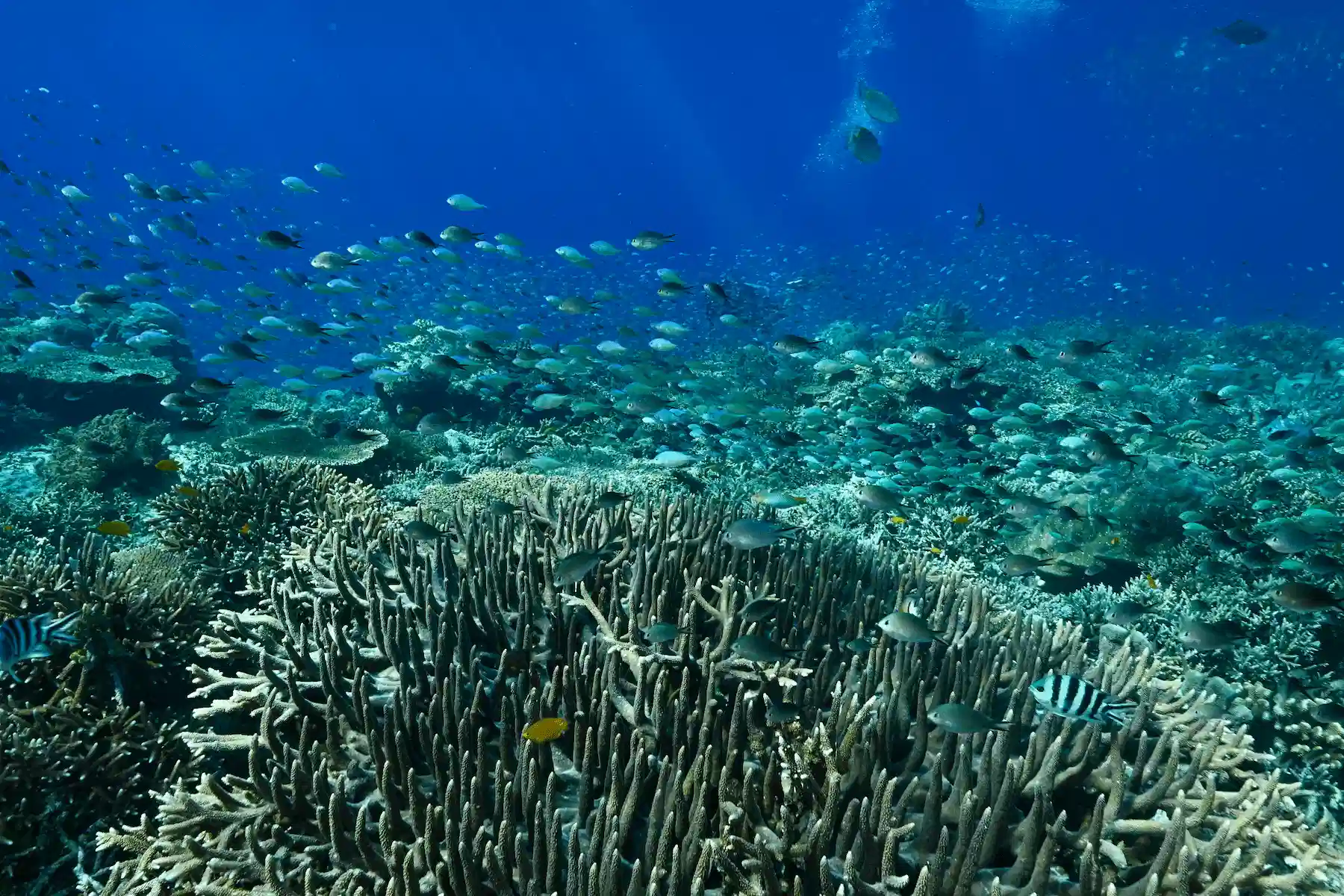 Scuba diver exploring a Raja Ampat reef during a guided dive