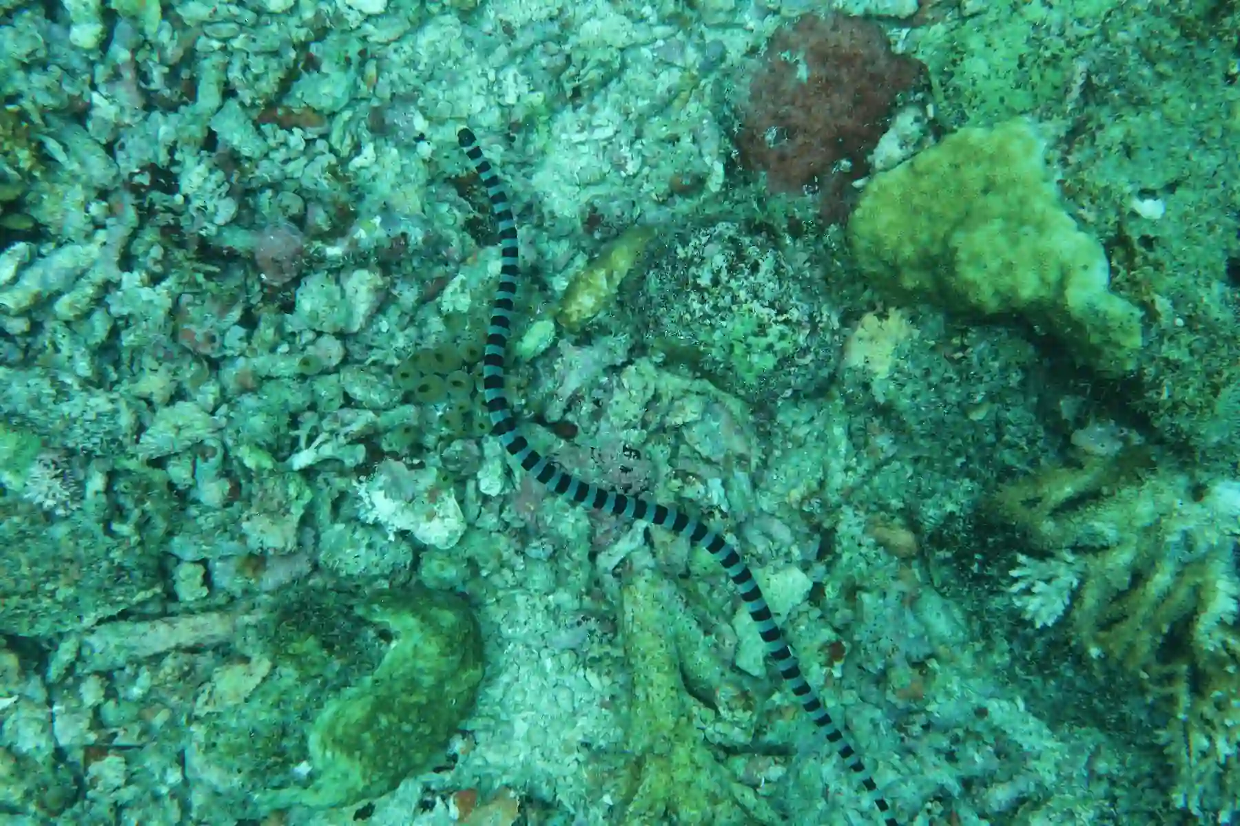Banded sea snake swimming over a coral reef in Raja Ampat