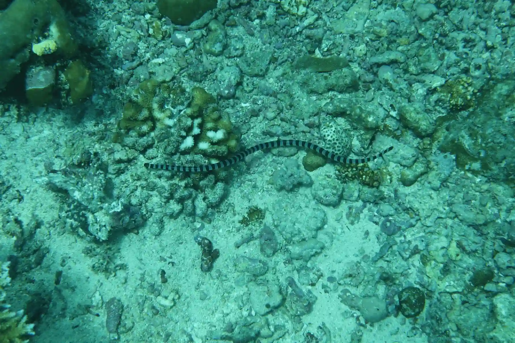 Banded sea snake in Raja Ampat reef habitat