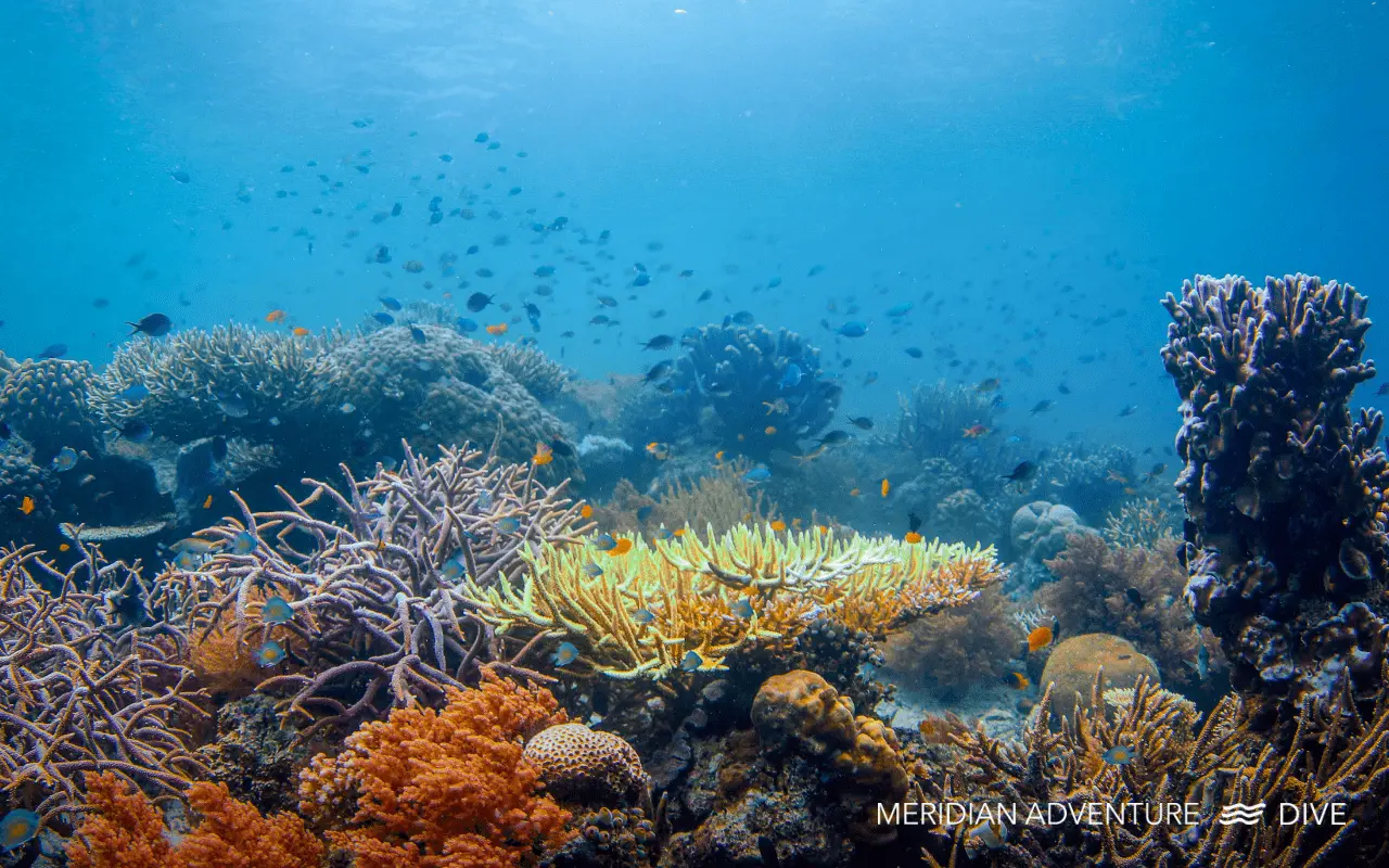 Healthy coral reef habitat in Raja Ampat waters