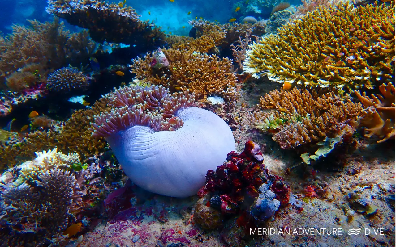 Raja Ampat coral garden with reef fish and clear visibility
