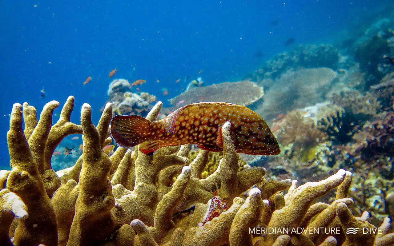 Dense orange sea fan coral forest under clear blue water in Raja Ampat Indonesia