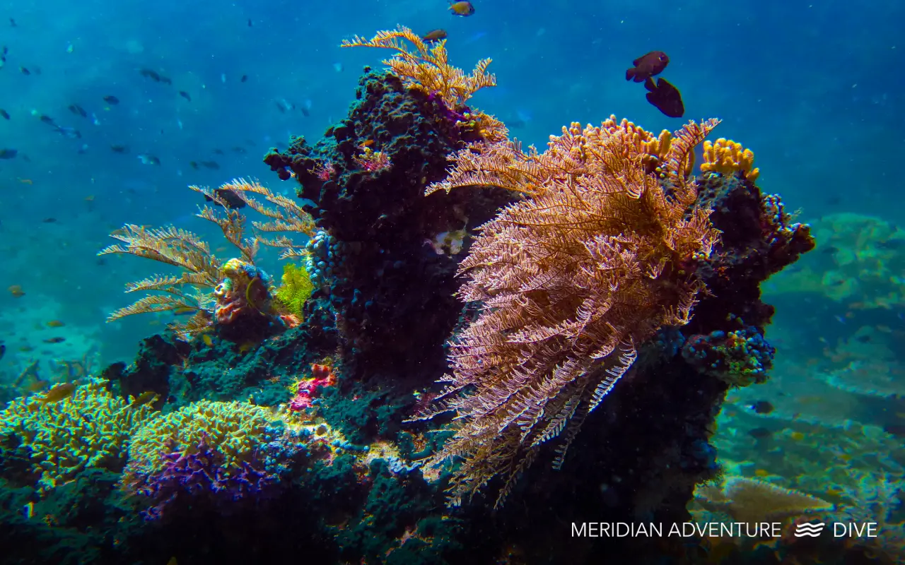 Colourful coral reef scene in Raja Ampat with blue tropical water