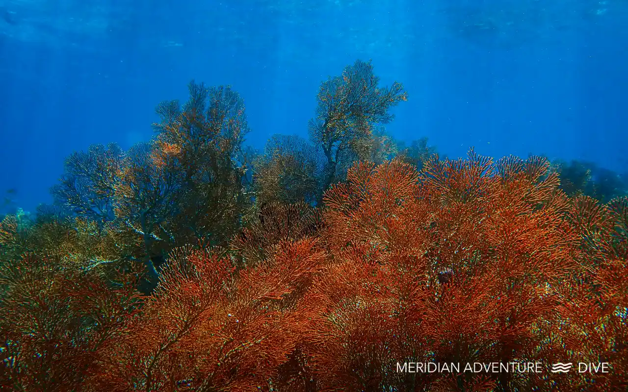 Large leather coral formation surrounded by reef fish in clear blue waters of Raja Ampat