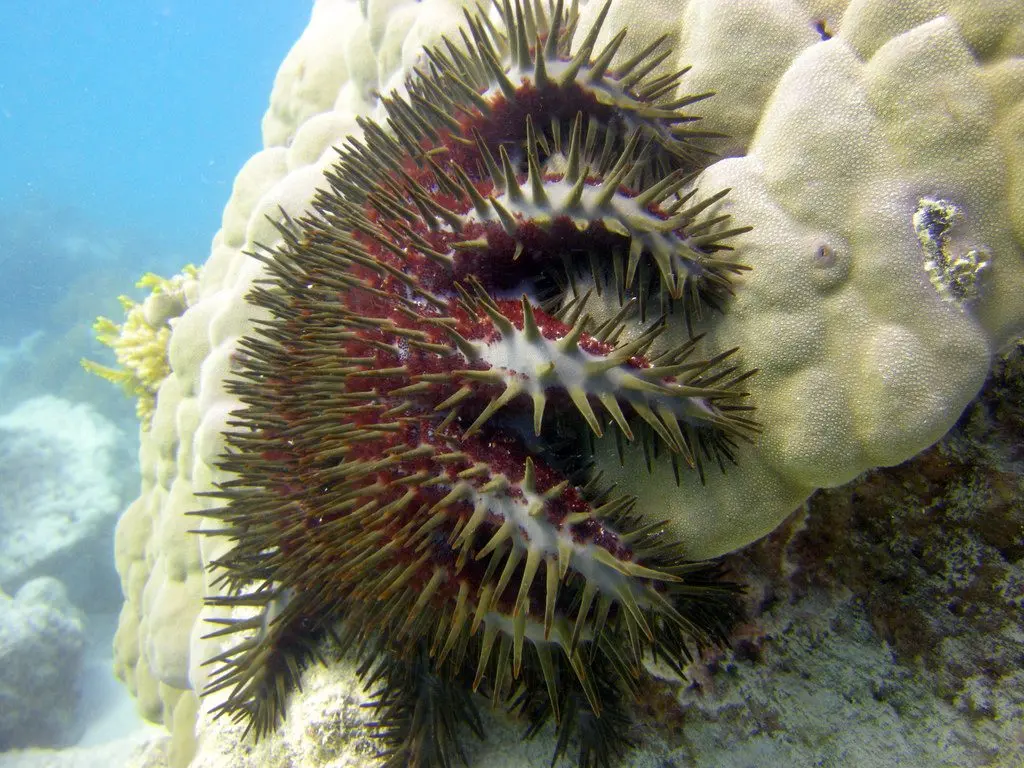 Crown of Thorns starfish on coral reef