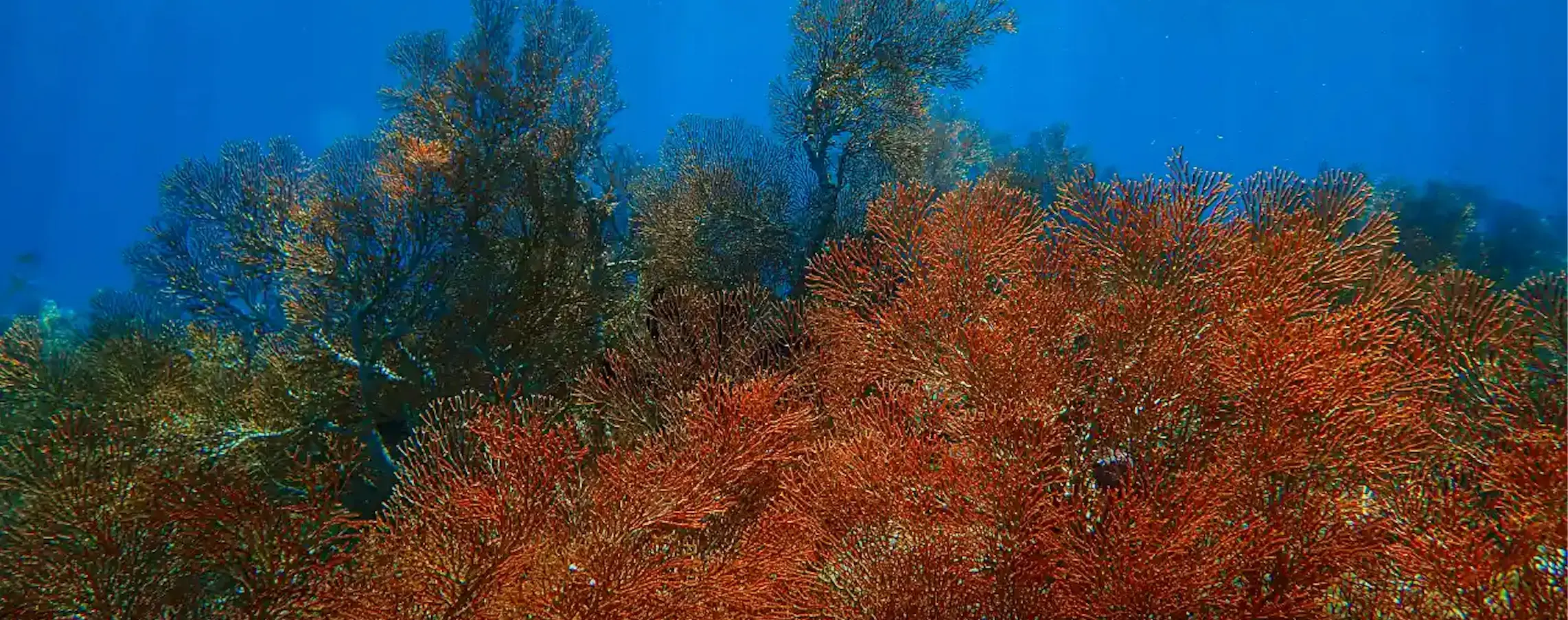 Coral Spawning
