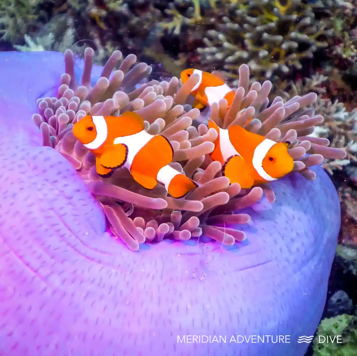 Coral reef scenery at Friwen Wall in Raja Ampat