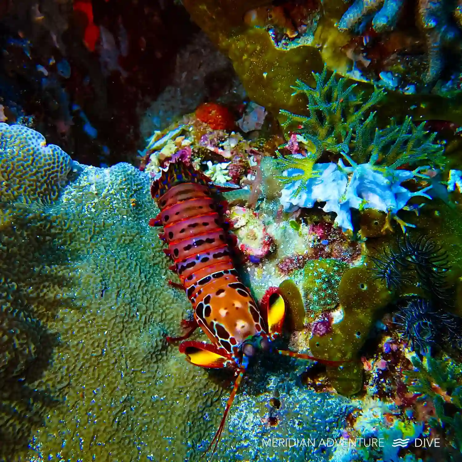 Coral wall and marine habitat at Friwen Wall Raja Ampat
