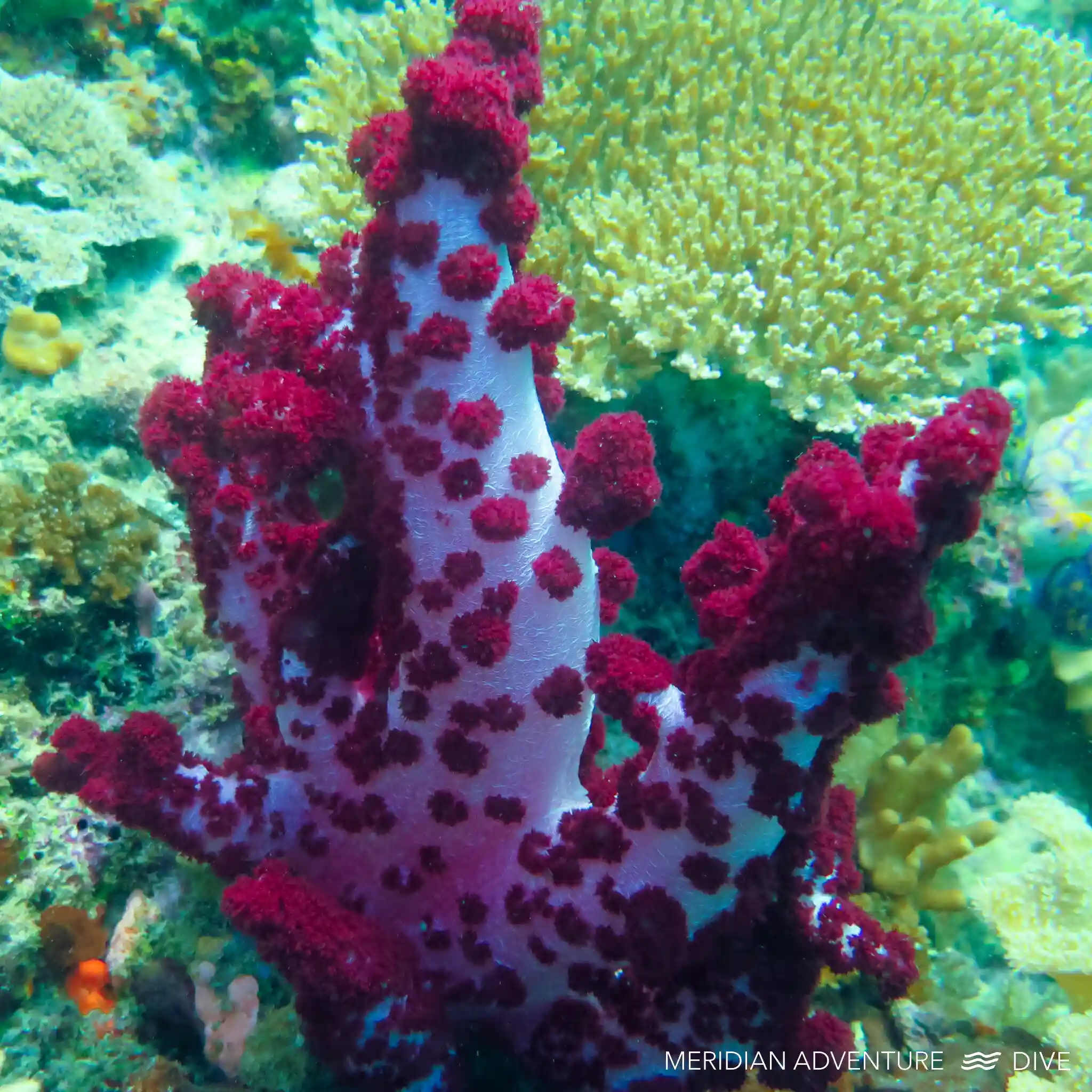 Underwater scenery at Friwen Wall in Raja Ampat