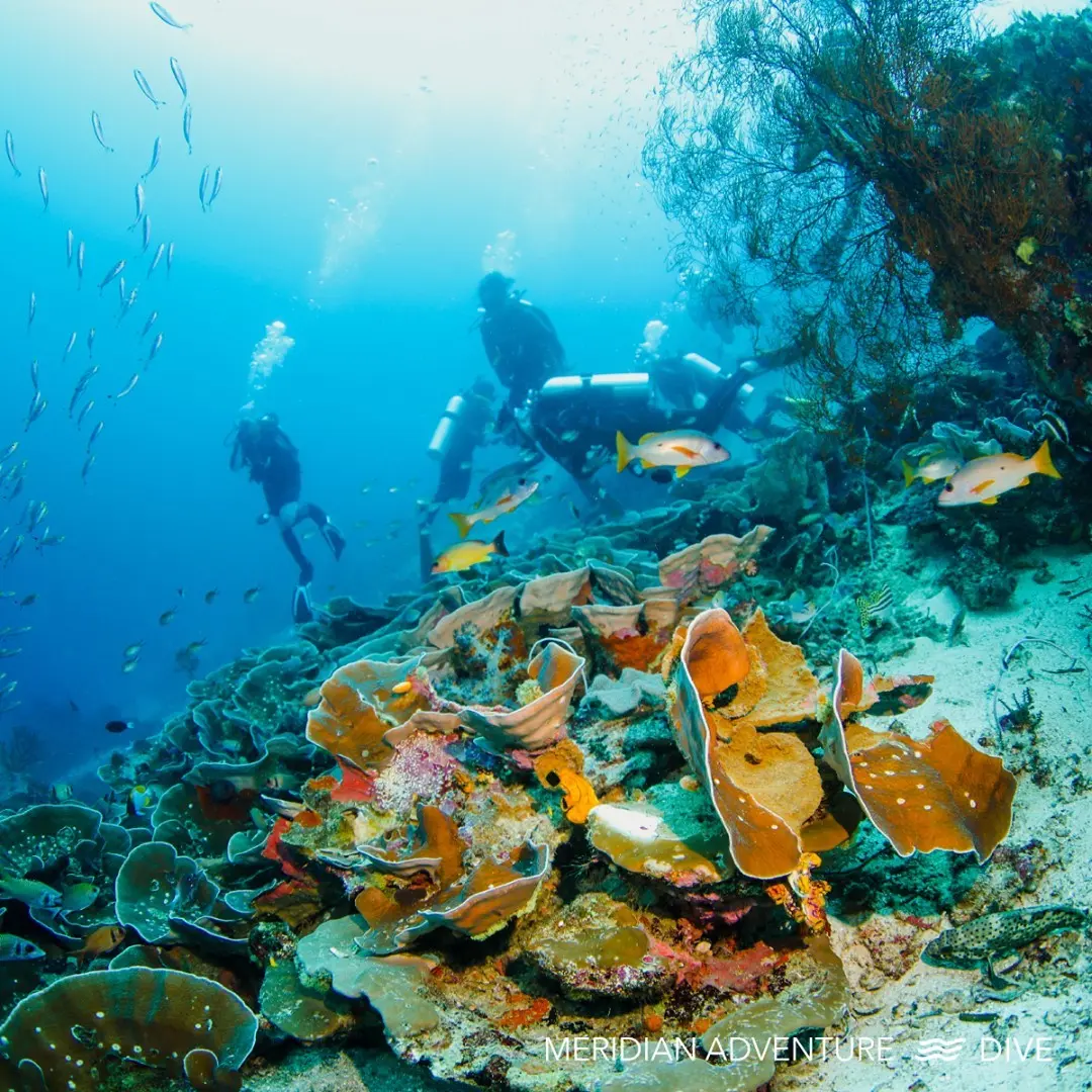 Friwen Wall Raja Ampat: Local Dive Site Guide