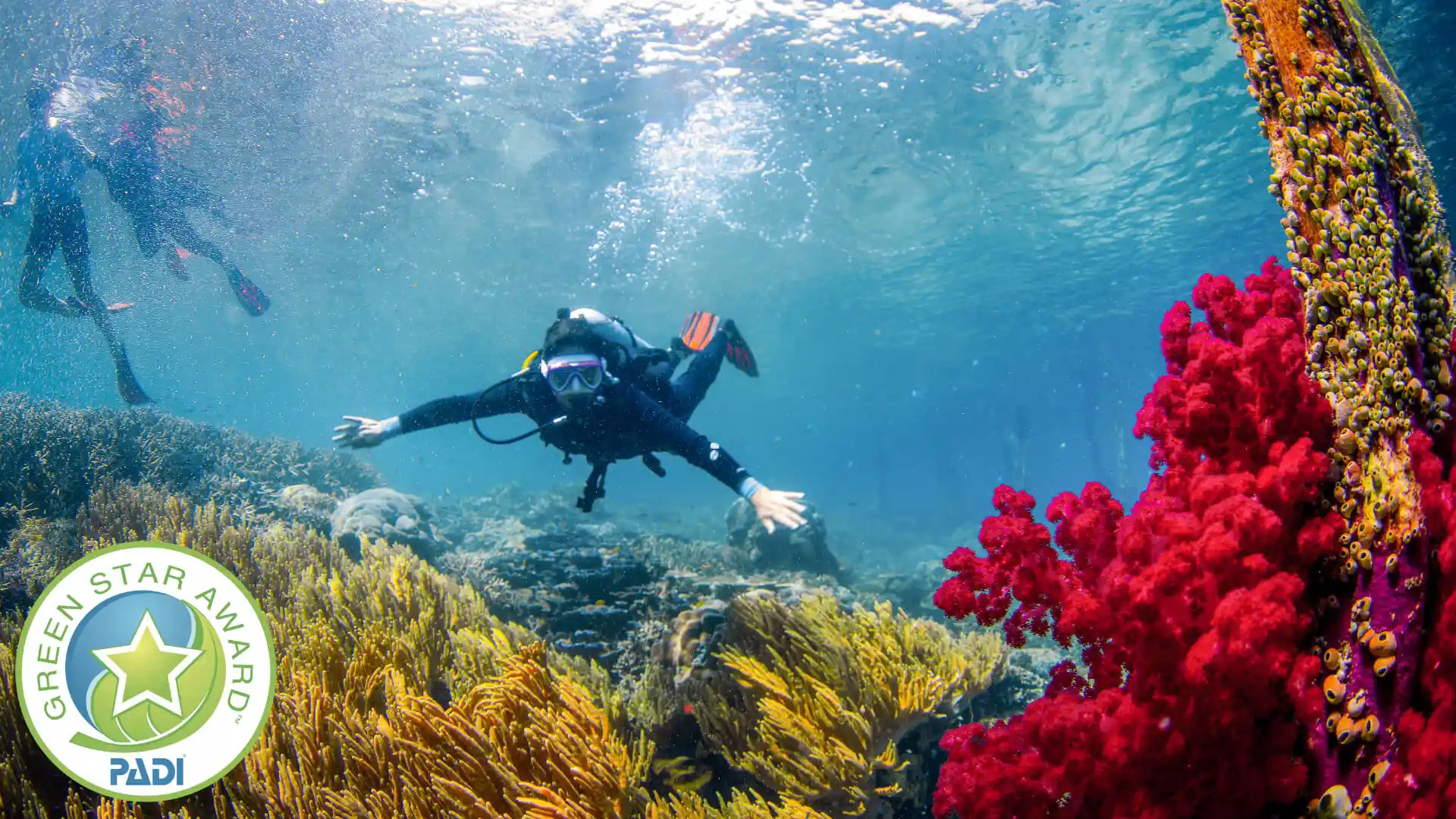 Raja Ampat diving on a colourful coral reef