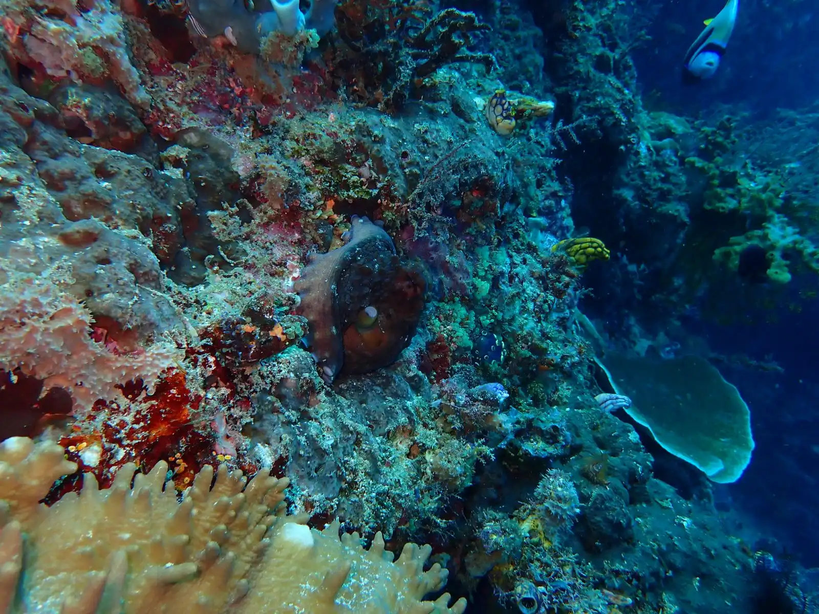 Octopus camouflage on a Raja Ampat reef